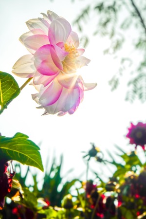 flower with lightrays backgroundの写真素材