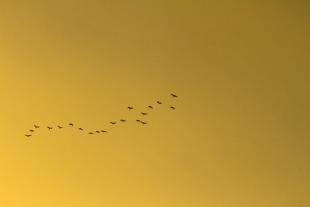 a folks of birds on yellow sky backgroundの写真素材