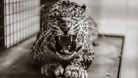 tigerの写真素材