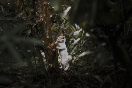cute little cat playing on the ground,portrait of a little cute catの写真素材