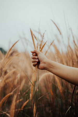 hand holding a grassの写真素材
