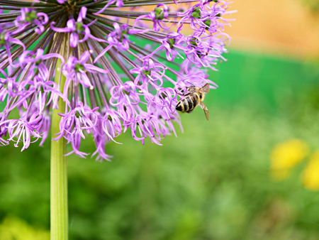 bee on flowerの写真素材