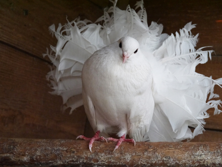doveの写真素材