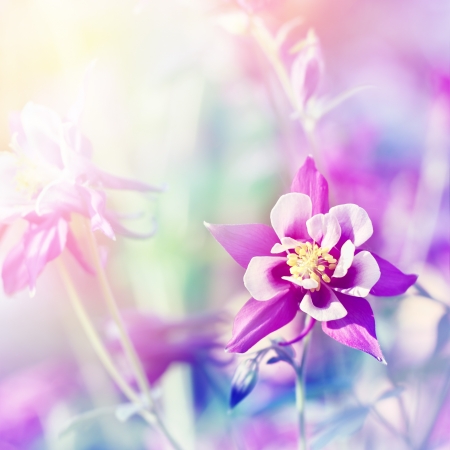 Floral backgroundの写真素材