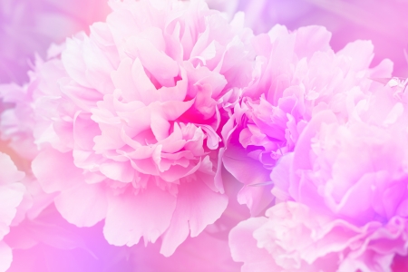 Peony floral backgroundの写真素材