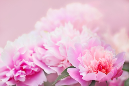 Peony flower backgroundの写真素材