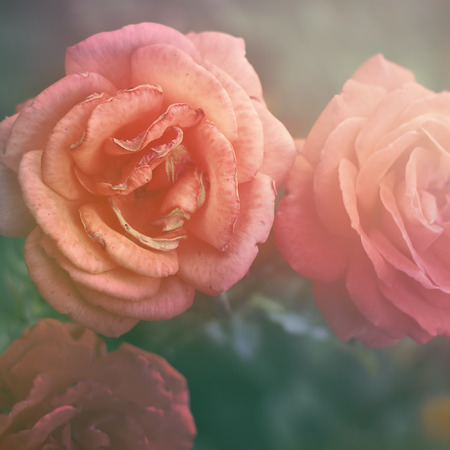 Floral backgroundの写真素材