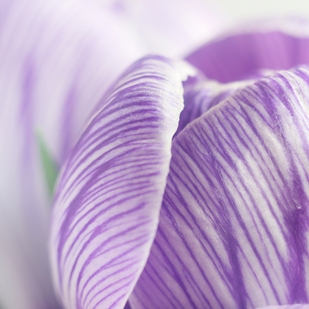 Crocus petals textureの写真素材