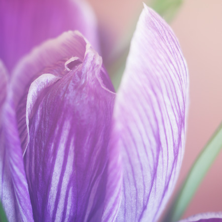 Crocus petals textureの写真素材