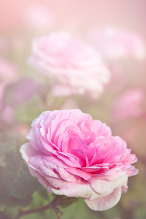 Floral backgroundの写真素材