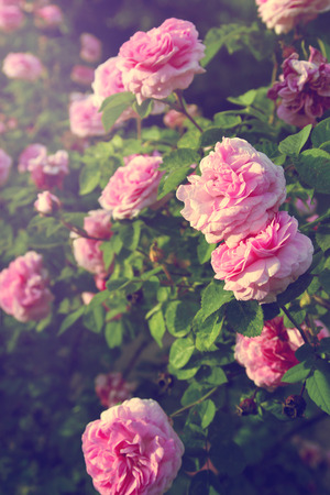 Floral backgroundの写真素材