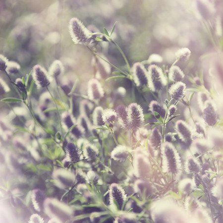 Wild flowersの写真素材