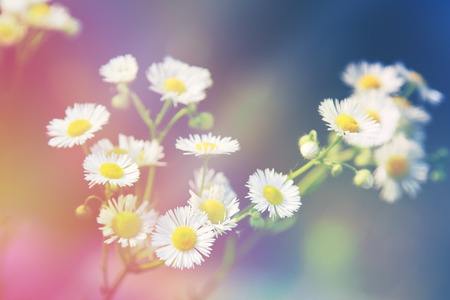 Floral backgroundの写真素材