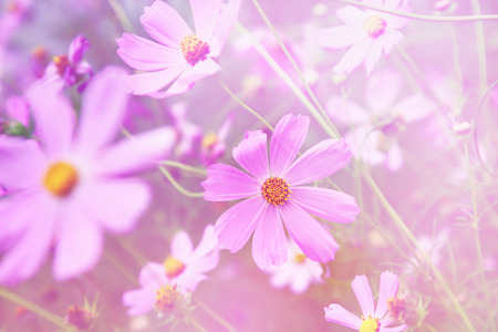 Floral backgroundの写真素材