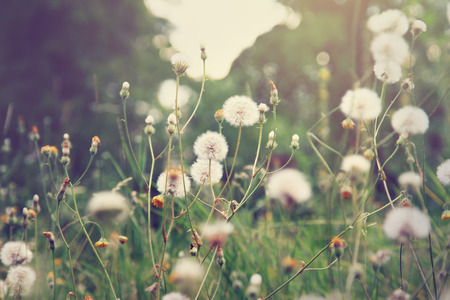 Dandelion flowersの写真素材