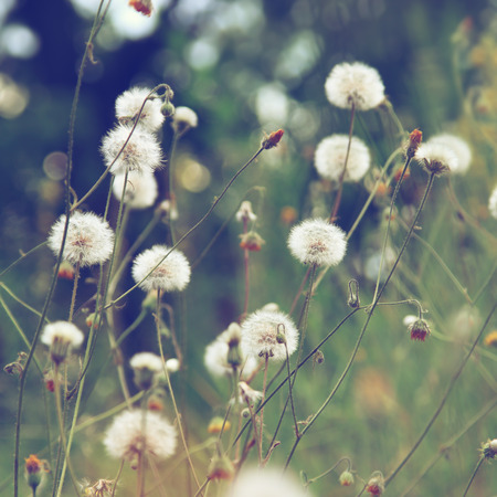 Dandelion flowersの写真素材