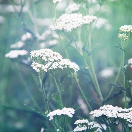 Wild flowersの写真素材