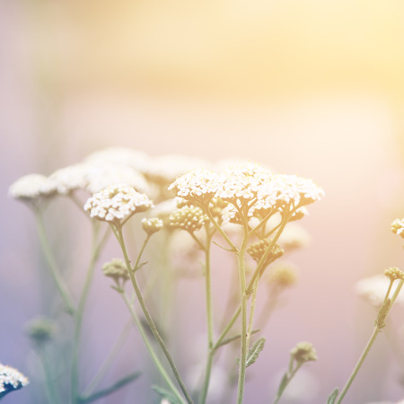 Floral backgroundの写真素材