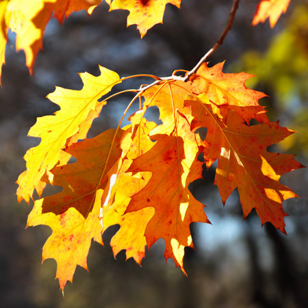 Oak leaves in in sunny light