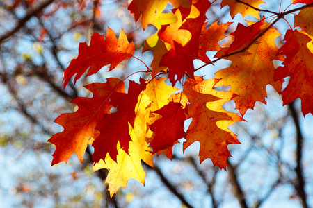 Oak leaves in autumn in back light