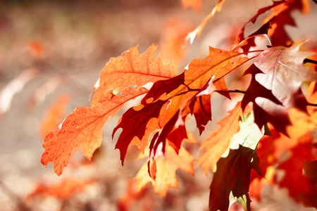 Oak leaves in autumnの写真素材