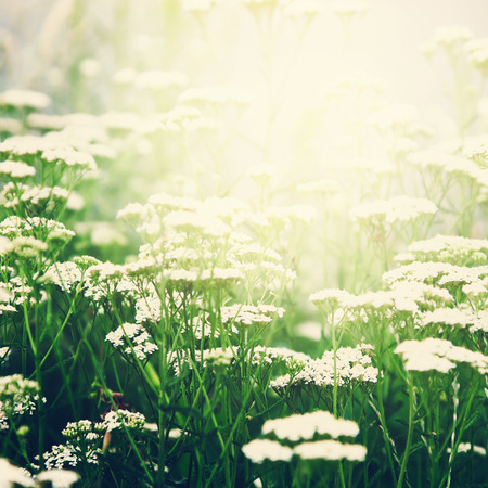 Wild white flowers in sunny day. Summer season.の写真素材
