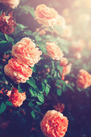 Rose flowers blossoming in the garden.の写真素材