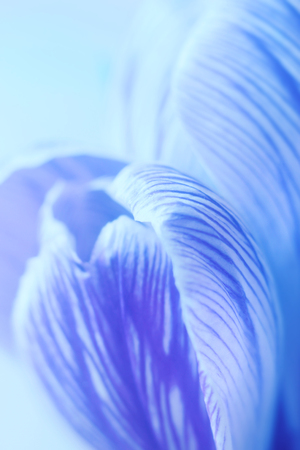 Crocus blossoming in spring.の写真素材