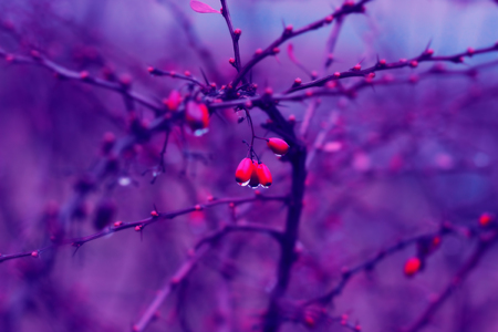 Red barberry with rain drops. Nature background.の写真素材