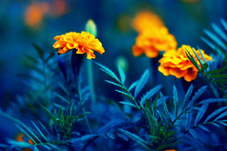 Tagetes orange flowers blossoming. Floral background.の写真素材