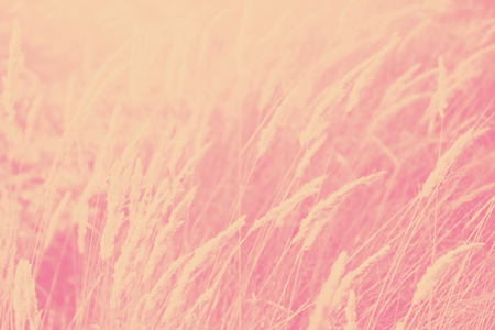 Dry wild plants. Natural abstract background.の写真素材