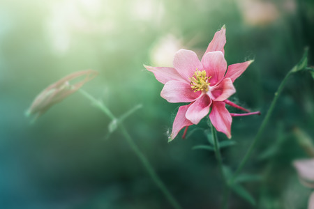 Floral nature background with pink flowers. Nature beautyの写真素材