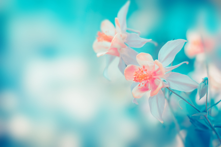Floral pastel beautiful background with colorful flowersの写真素材