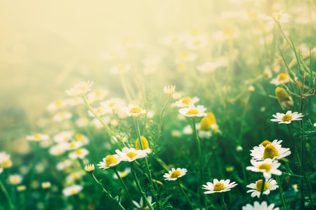 Beautiful floral background with chamomile flowersの写真素材