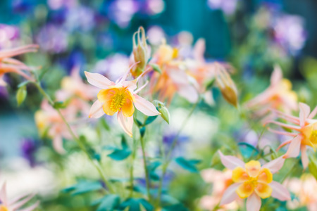 Floral pastel beautiful background with colorful flowersの写真素材