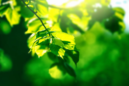 Beautiful green fresh leaves on tree. Nature leaf foliage background