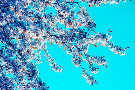 White flowers blossom over blue sky. Nature spring background.の写真素材