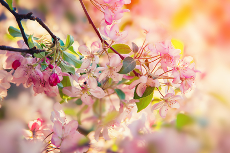 Pink flowers blossom on tree. Nature beautiful floral pastel backgroundの写真素材