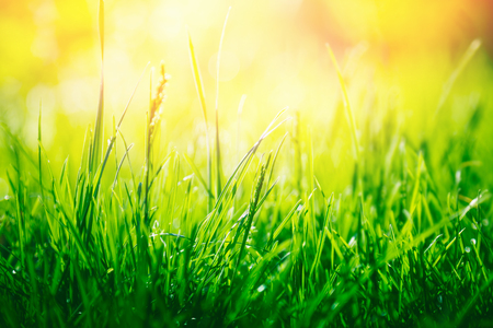 Green grass nature background with copy spaceの写真素材