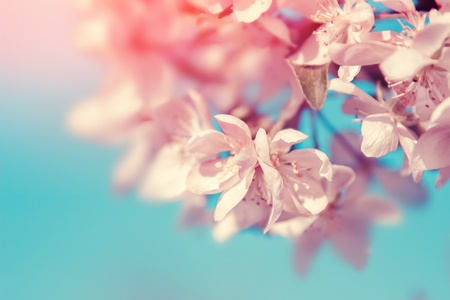 White flowers blossom. Nature beautiful floral backgroundの写真素材