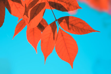 Autumn red leaves on tree over blue sky. Nature bright background