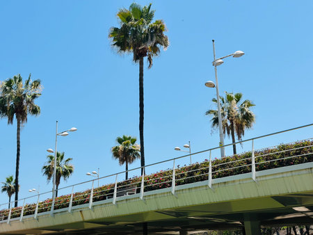 Palm trees on the bridge in Valencia, Spain.の写真素材