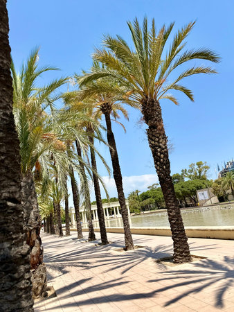 Palm trees in Valencia, Spain. Beautiful summer dayの写真素材