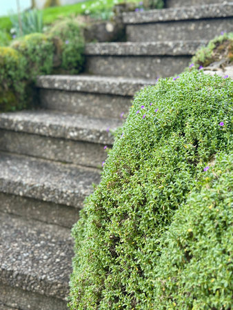 The litodora is sprawling with purple flowers on a stone wall. Stone stairs in a garden, closeup...