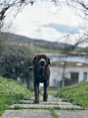 Chocolate Labrador Retriever Dog Walking in the garden. Selective Focus.の写真素材