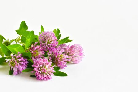 Clover is isolated on a white background. wildflowers concept.の写真素材