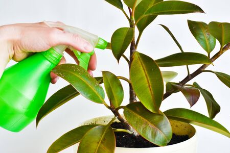 Ficus flower. female hand with a bottle of spray for water. plant care concept.の写真素材