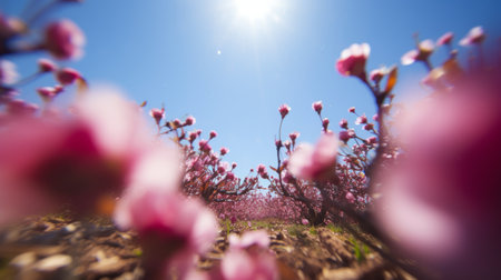 Peach blossom in spring time with blue sky and sun.の素材