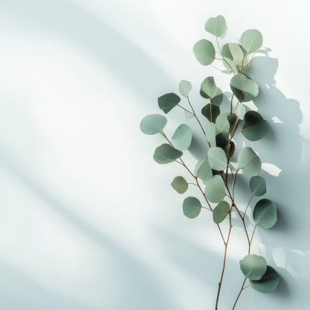 Eucalyptus branches on white background. Flat lay, top view.の素材