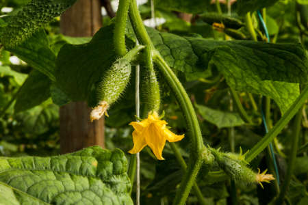 Cucumber Plants growing up in the Gardenの写真素材